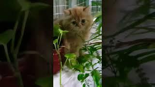 cat leo hides behind plants | cat | cats | animals  |cat funny videos | #shorts #short #love #fun