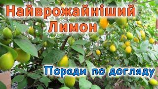 Найврожайніший лимон. Поради по догляду за цитрусовими