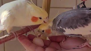 Pied COCKATIEL SINGING 3 hours of Cockatiel Sound to train your cockatiel to sing. Cockatiel noise