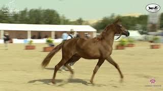 N 10 JOOD AL SHAKHOURA   1st Bahrain Straight Egyptian Show 2021   Fillies 2 Years Old Class 2