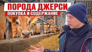 Джерсейская порода коров | Как выбрать и содержать джерси | Купить коров джерси