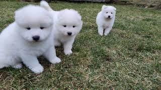 With Lovely Smile kennel - Samoyed litter B - 5 weeks old - first moments in the garden