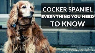 COCKER SPANIEL 101 - Everything You Need To Know About Owning A Cocker Spaniel Puppy