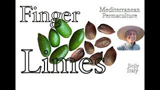 Finger Limes - Mediterranean Permaculture John Kaisner The Natural Farmer