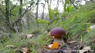 Boletus edulis. TIMELAPSE.