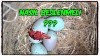 YAVRU BAKAN ANNE-BABA KUŞLAR NASIL BESLENMELİDİR?