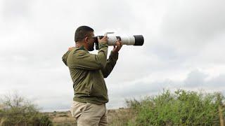 Canon RF200-800mm | Product Review | Paras Chandaria