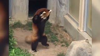 Red Panda Scared by Big Piece of Rock - Red Panda goes Crazy - Crazy - Crazy -Crazy !!