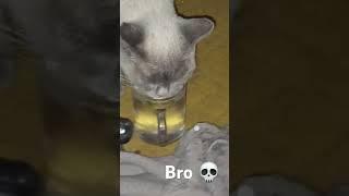 Poftish_Lucy_Water.mp4 #cat #cats #catshorts