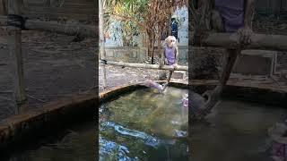 Baby monkey playing in the water #monkeydluffy #monkeysr #monkeychallenge #babymonkey #monkeyvideo