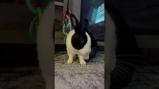 My bunny does this every time I’m done petting her  #bunny # #rabbit #mybunny