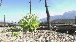 Parts of Jasper National Park growing back after devastating wildfire