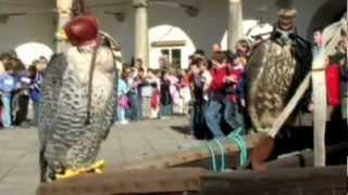 Falconry, a living human heritage