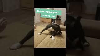 Собака Пукает)) ПРИКОЛ / Тик Ток / #Shorts