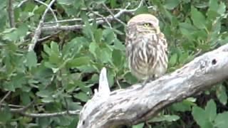 Athene Noctua Hooting