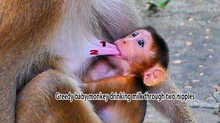 Ohoo, Super-Greedy baby Monkey! Cutie baby Sariki drinking milk with two NippIes at the same time