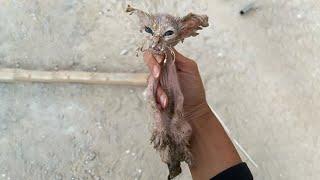 The Miraculous Transformation of a Skinny Kitten Running to the Door Begging for Food