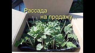 Рассада на продажу...