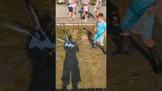 Aggressive Seagulls #animals #nature #youtubeshorts