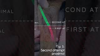 Tips for placing IV catheters  in veterinary #clinicalskills #catheter #vet #vetschool #vettech #dog