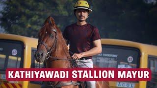 #kathiyawadi horse Mayur  || Horse riding video || - The horses of india