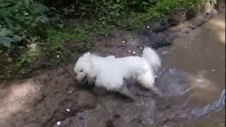 Самоед играет в лесу / Samoyed playing in the forest