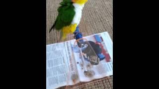 Heibel poept op commando / Heibel poops on command