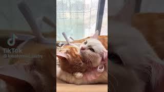 cute cats #cutecat