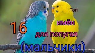 Имена для попугая/мальчик/ топ 16