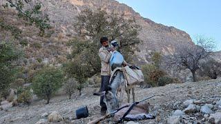 Jahangir's trip to the mountains: searching for oaks to store sheep