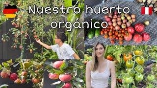 Transformé mi jardín en un huerto casero