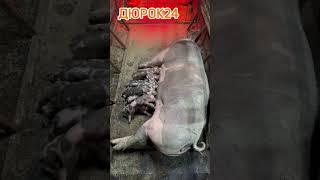 #pig #дюрок #животные #дюрок24 #поросята #пьетрен