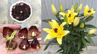 Try to propagate lily by tubers | How to propagate lily at home