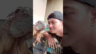 Iguana Jumbo #rediguana #reptile #reptiler #reptilelover #animalovers #shorts #berandashorts