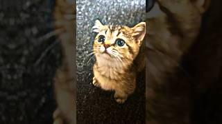 Милая хорошая котик  #рекомендации #foryou #shorts #котик #кот  #tiktok #funny #youtube