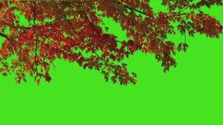 Tree falling with plants effect green screen kinemaster 07 | Tree effect template Video | #template