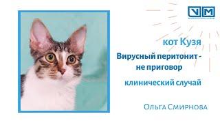 Вирусный перитонит - не приговор (котенок Кузя)