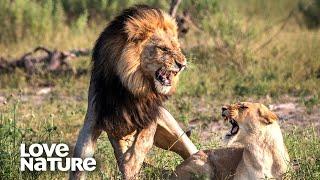 Lion Brothers Battle for Mating Rights to Younger Sister | Love Nature