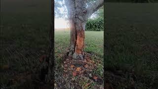 Beaver can be bad #badbeavers #beaverdamremoval #pondmanagement  #conservationawareness #scfishing