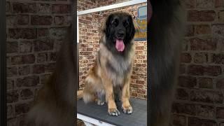 Doggy Daily Episode 299: Daisy the Leonberger  #leonberger #doggrooming