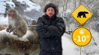 ¡CUIDADO POR DONDE CAMINAS! ️ Monos salvajes y osos en la nieve ️