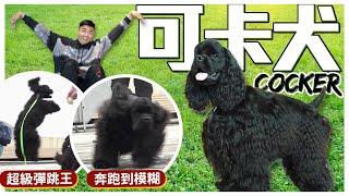 【犬の系列】是小姐還是流氓！？曾風靡台灣的 #可卡犬，天生獵鳥高手全場奔跑到模糊cocker spaniel｜@熊爸估狗dogtrainer