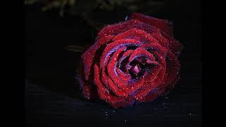 Un million de roses écarlates.