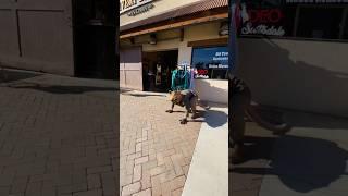Where is this rat? #buddytherat #scottsdale #cowboys