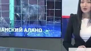 АЛАНО! Первый питомник в России Kennel_alano_espanol_iron_dogs