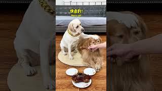 狗子：你等会 剧本不对啊！Dog: Wait a minute, the script is wrong! #搞笑汪驾到#萌寵#寵物#搞笑#拉布拉多 #doglover #Labrador#dog
