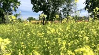 iPhone 6s slow motion video 720p 240fps