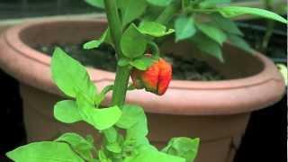 Time Lapse Trinidad Scorpion Butch T Chilli - Butch T Time Lapse
