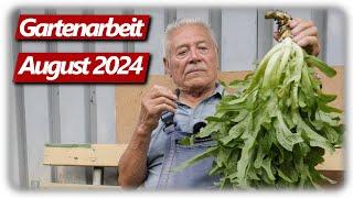 Gartenarbeit August | Fetter Salat, Opa im Zwetschgen Hagel, Schnecken im Hochbeet