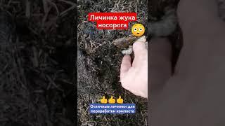 Личинка жука носорога, отличный "комбаин" для переработки компоста #shorts #жук #личинка #компост